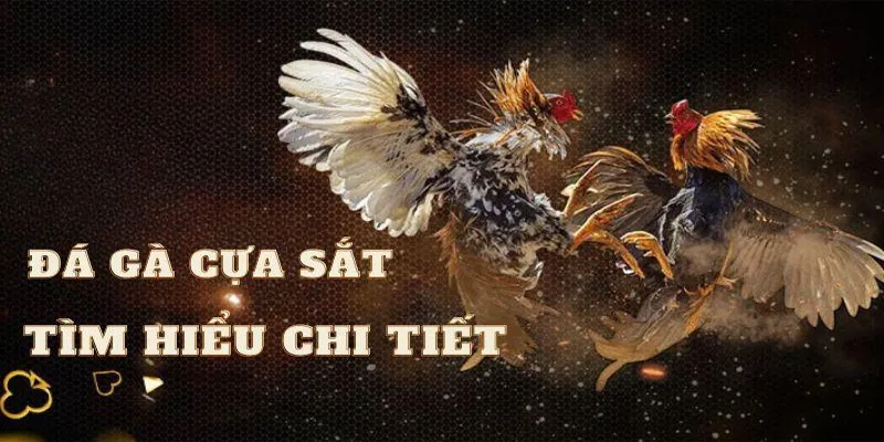 Sơ lược đá gà cựa sắt